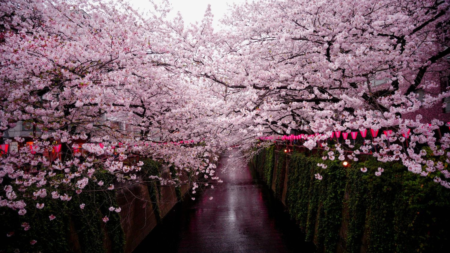 Best Places To See Japan’s Cherry Blossoms This Spring